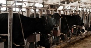 Внос на евтини млечни продукти от Европа срива родното млекопроизводство
