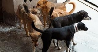 Спират залавянето на бездомни кучета в София