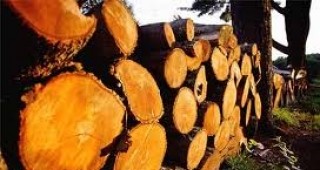 Предприемачи предлагат да се приеме нова наредба за продажба на дървесината