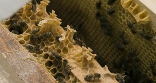 Най-малко 25–30% от пчелите у нас са загинали заради студа