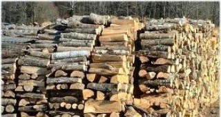 Промяната в Закона за горите за дърводобива се одобрява от 65% от хората