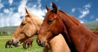 Древните коне са тежали едва 3.8 кг и по размер са били колкото котка