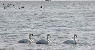 Замръзналите водоеми са причинили гибелта на десетки лебеди