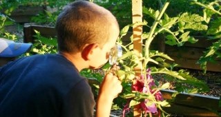Деца от детски градини в София ще отглеждат биозеленчуци