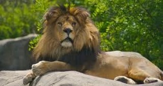 Лъвът Любо от зоологическата градина в Разград си има нов дом