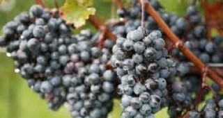 Производители: Новият закон за виното не е синхронизиран с европейското законодателство