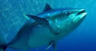 Новозеландски рибар улови 335-килограмова риба