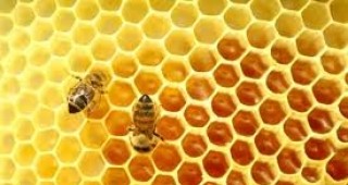 МЗХ ще отпуска държавна помощ за застраховане на пчелни кошери с пчелни семейства