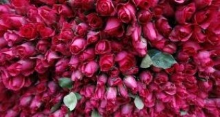 Казахстанец е решил да подари за 8 март на съпругата си букет от 1 млн. рози