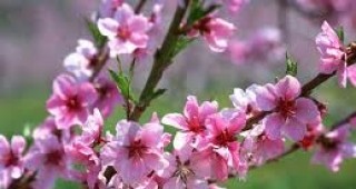 Община Кюстендил организира национален конкурс Пролет върху листа