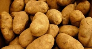 Близо 19 тона картофи с произход Полша са възбранени от инспектори на ОДБХ Варна