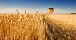 Учени са създали нов вид пшеница, която расте на солени почви
