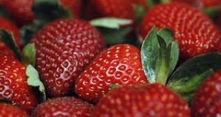 2012 г. се очаква да бъде рекордна за производителите на ягоди във Великобритания
