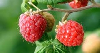 Семинар за добива и качеството на ягодоплодните култури ще се проведе в Търговище