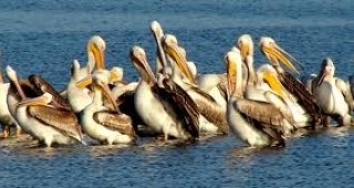 Около 60 двойки къдроглави пеликани има в резервата 