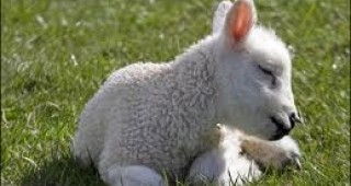 За първи път в ямболското село Завой се родиха четири агнета от една овца