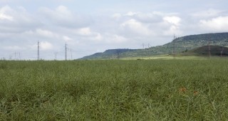 Пустеещите земи в община Гоце Делчев са около 25 000 декара