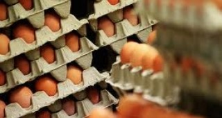 МЗХ: При средната цена на едро на яйцата се отчита леко покачване с 0,01 лв./бр.