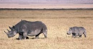 Носорозите ще изчезнат от дивите природни паркове в Южна Африка заради бракониерство