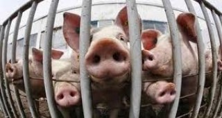 Русия прекратява временно вноса на живи животни от Европейския съюз