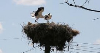 EVN България проведе своята ежегодна кампания за обезопасяване на щъркеловите гнезда