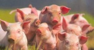 Еврокомисията настоя Русия да вдигне забраната за внос на живи прасета и рогат добитък от ЕС