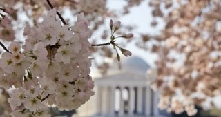 Юбилеен фестивал на цъфтящите вишни се провежда във Вашингтон
