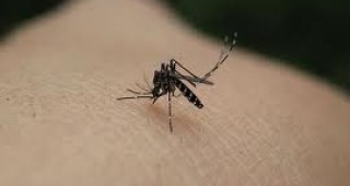 В Ямбол изработват график за дезинсекция срещу тигрови комари