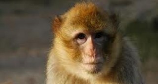 Кражбата на хранителни продукти е накарала маймуните да проходят на два крака