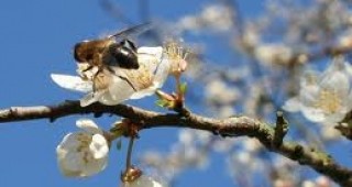 До 20-30% се движи смъртността на пчелните семейства във Видинско