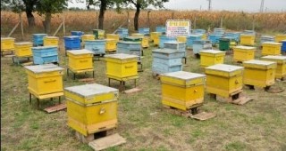 Около 30% от пчелните семейства у нас са загинали вследствие на тежката зима