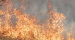 80 дка иглолистна гора изгоряха при пожар в землището на Севлиево