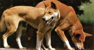 Броят на регистрираните кучета в община Бургас е нараснал