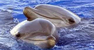 Повече от 50 делфина са блокирани от леда в Азовско море