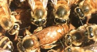 Съюзът на българските пчелари настоява за финансова помощ от държавата