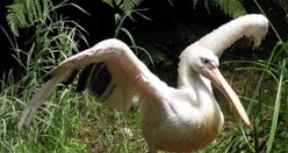 Пеликаните в Сребърна смущавани от бракониери