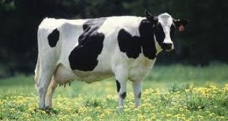 От 1 април до 15 май 2012 г. млекопроизводителите с индивидуални квоти и одобрените изкупвачи трябва да подадат годишните си декларации