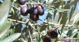 Испания преоткрива древните си маслинови дървета