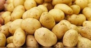 Хиляди тонове родопски картофи залежават в Смолянска област