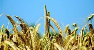 Суровата зима е нанесла сериозни щети на зърнените култури в страната и Европа