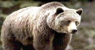 Регистрирано е първото нападение от мечка за тази година в Смолянско
