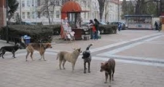 Община Перник си е поставила амбициозната задача да овладее напълно популацията на безстопанствените кучета