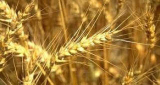 Зърнопроизводителите очакват лоша реколта тази година