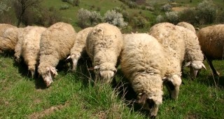 ЕК одобри схема за държавна помощ за участие в изложение по овцевъдство