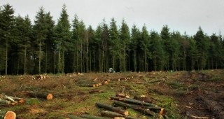 В Пловдивска област са образувани над 370 наказателни акта за нарушения в гората