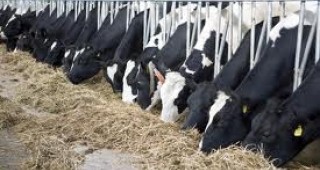 Експерти от МЗХ ще представят насоки за преструктуриране на млечните ферми