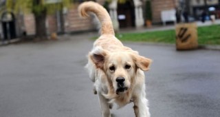 Започват проверки за регистрацията на кучетата, които софиянци отглеждат в домовете си