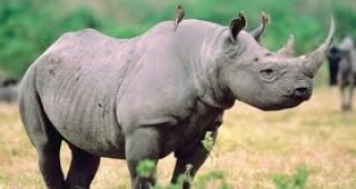 Увеличили са се случаите на бракониерско избиване на носорози в Южна Африка