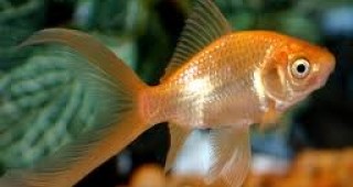 Китаец купи златна рибка за 38 хиляди щатски долара