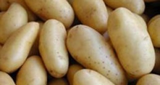 Хиляди тонове български картофи ще бъдат изхвърлени, защото никой не ги изкупува